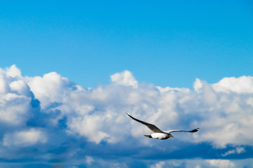 A seagull flies on a background of fluffy clouds.