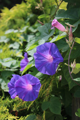 Purple trail vine flower