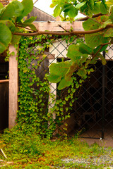 Green leaves on old grid