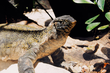 Reptile portrait amid rocks, plant and shadows