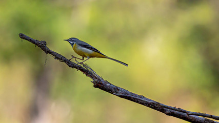 Bird on tree branch