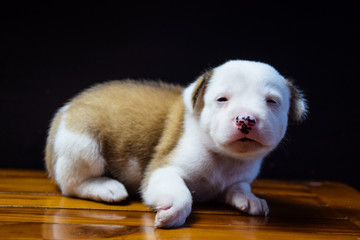 Fototapeta premium Small Cute Happy Healty Playful Puppy Dog