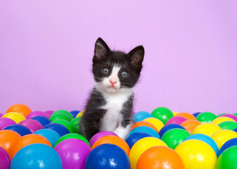 Fototapeta na wymiar Tuxedo kitten sitting in a layer of colorful plastic ball pit balls looking directly at viewer, head tilted slightly to viewers left with curiosity. Purple background.