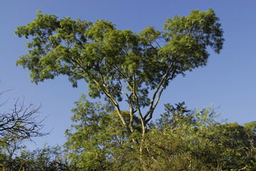 Flora Santiago del Estero