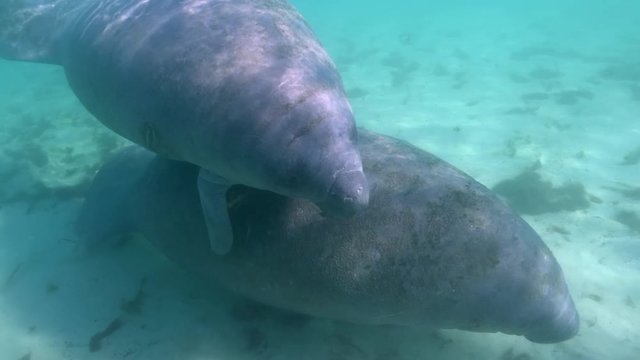 A pair of playful baby West Indian Manatees (trichechus manatus) swim together as their mothers feed nearby. Manatee mothers sometimes leave their babies in the presence of nearby humans for safety.