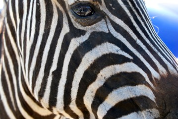Fototapeta na wymiar Close-up Side View Of A Zebra
