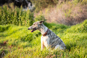 Greyhound dog  on the grass enjoying nature