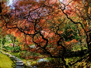 Store enrouleur  Stepping stones across the pond under the canopy of trees  © pr2is