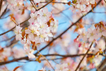 花　素材