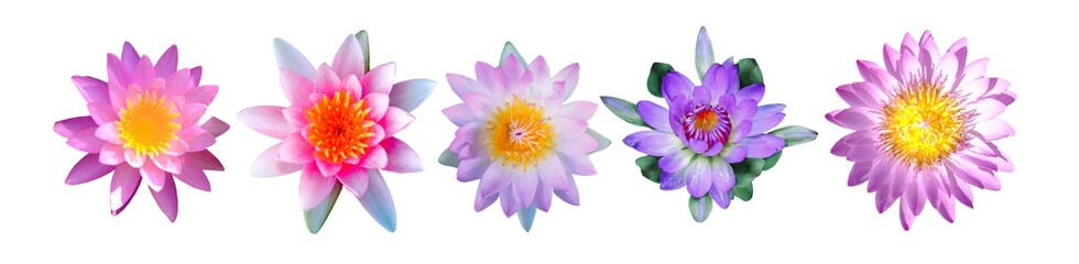 Soft focus of a set of lotus flowers isolated on white background, Beautiful water Lilly.