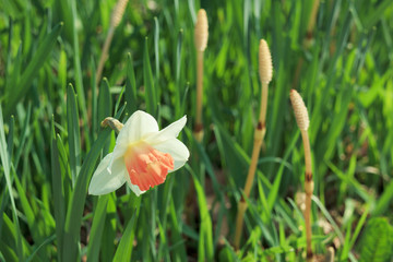 花　つくし　春　素材