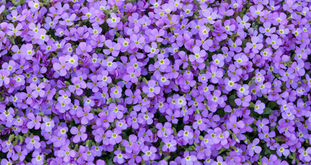 花　素材