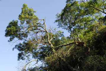 Flora Santiago del Estero