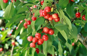 たわわに実ったさくらんぼ