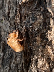 Cicada stain on the tree