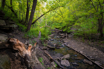 Forest scene in the early spring 