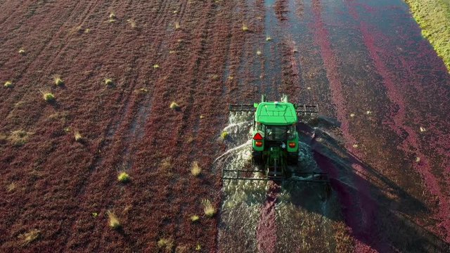 Tractor driving across a large cranberry bog harvesting the bright red berries late in the fall season in the southern Oregon coast
