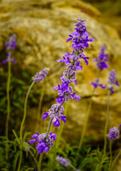 Violet-Blue Sage Wildflower against Rocky Background