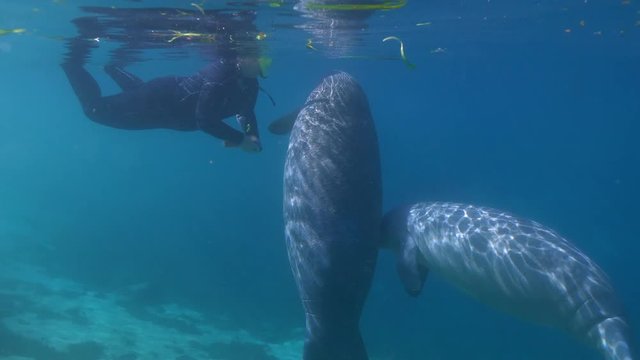 An unidentified manatee tour guide is approached by a pair of playful baby West Indian Manatees (trichechus manatus), who press their faces close to hers, as their mothers feed nearby.