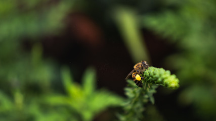 bee on a flower pollen particles 