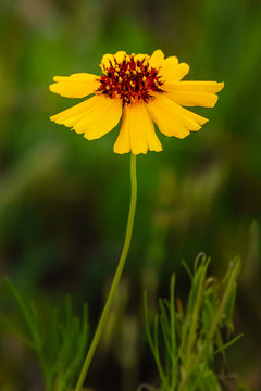 Single Yellow Coreopsis on Long Stem