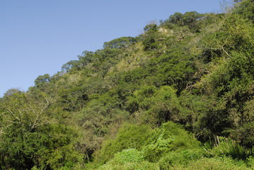 Fototapeta na wymiar Monte Santiago del Estero