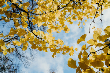 Colourful autumn colours in the Park with sunrise and sunshine in the fall season. Nature in autumn at New Zealand.