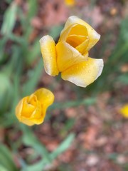 yellow tulip flower