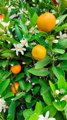 Ripe oranges hanging on a blossoming orange tree. close-up