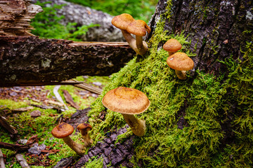 Mushrooms Growing on Dead Tree in the Woods