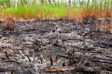 Dead forest after wildfire. Burnt woods and tree in the forest after fire. Large wildfire on the mountain burn woods in the forest left with dust and ashes.