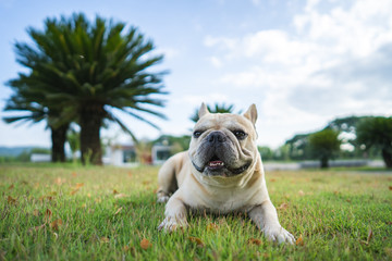 Obraz premium Cute french bulldog lying at park against palm tree