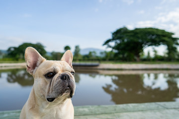 Close up head shot picture of french bulldog against nature summer  background.  