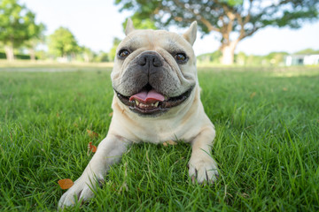 Fototapeta premium Cute french bulldog lying on grass at park during morning walk