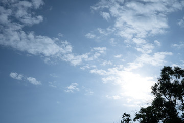 Silhouette tree branches against morning  sky background with tiny clouds