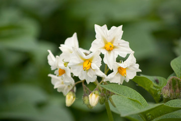 white and yellow flowers of the potato plant in a plantation in kodaikanal, India