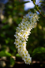 white flowers on a tree