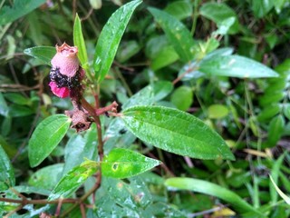 rose myrtle is rich in benefits as a medicinal plant that grows in the tropics