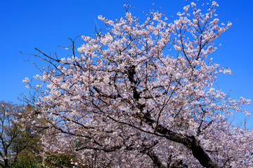 青空と桜