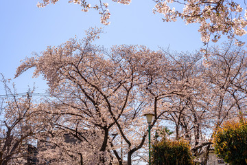 公園内の桜