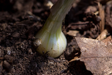 Onion in the garden organic 