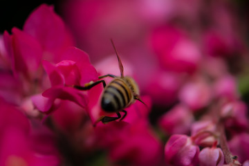 Foto macro de abeja sobre flor rosa en primavera 