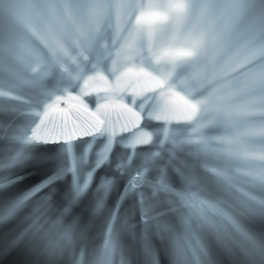 cluster of mushrooms with zoom blur effect and muted blue tint