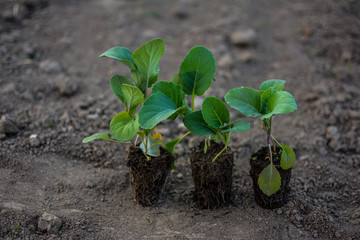 Cultivation of cabbage seedlings in peat capsules and cups.