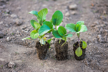 Cultivation of cabbage seedlings in peat capsules and cups.