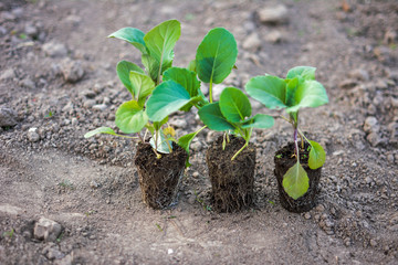 Cultivation of cabbage seedlings in peat capsules and cups.