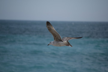 Fototapeta na wymiar Bird flight in the sea, Cote d'Azur, Nice