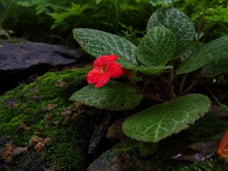 flower bed in a garden