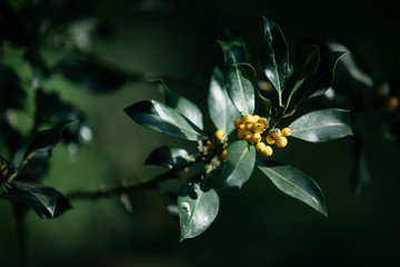 Colourful autumn colours in the Park with sunrise and sunshine in the fall season. Nature in autumn at New Zealand.