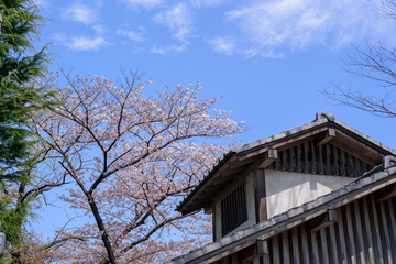 公園の桜